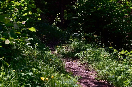 Foto Natura foresta sentiero erba