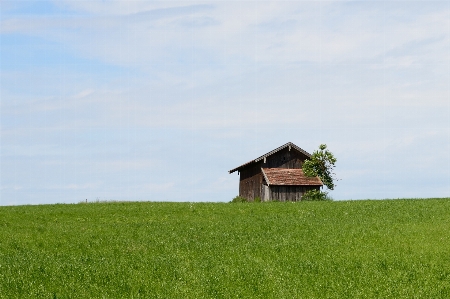 Foto Alam rumput langit bidang