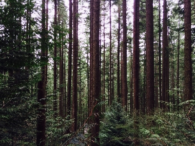 Landscape tree nature forest Photo