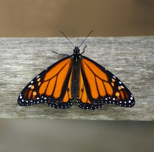 Kanat böcek kelebek fauna Fotoğraf