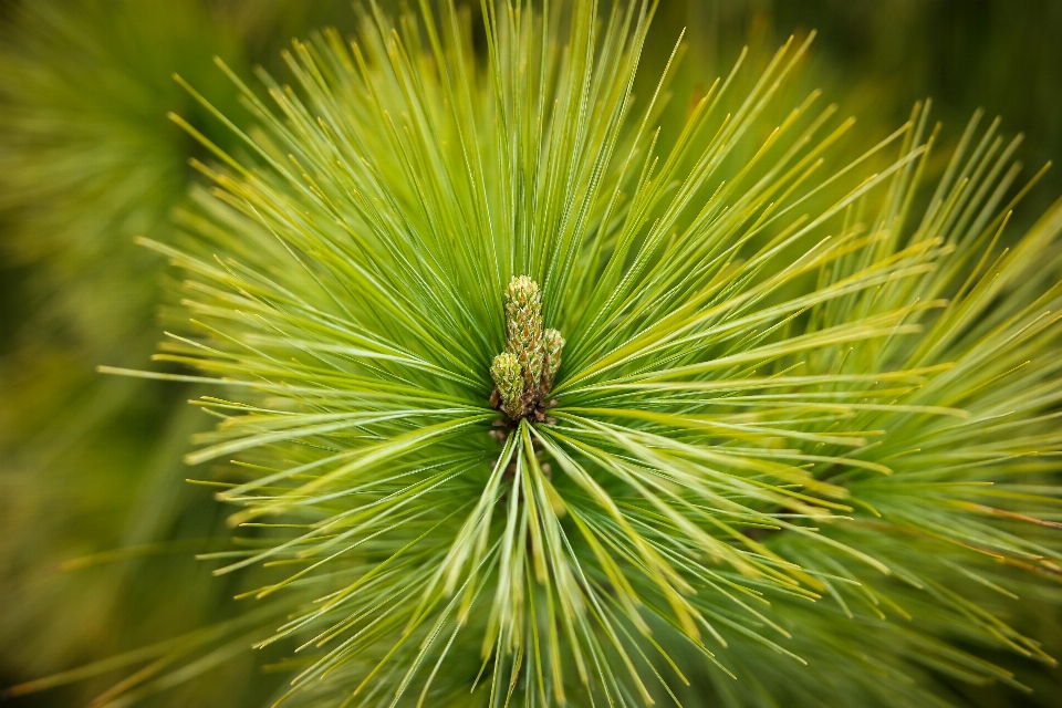 árvore natureza floresta filial