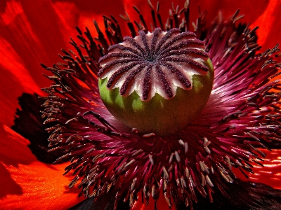 花 植物 花弁 咲く 写真