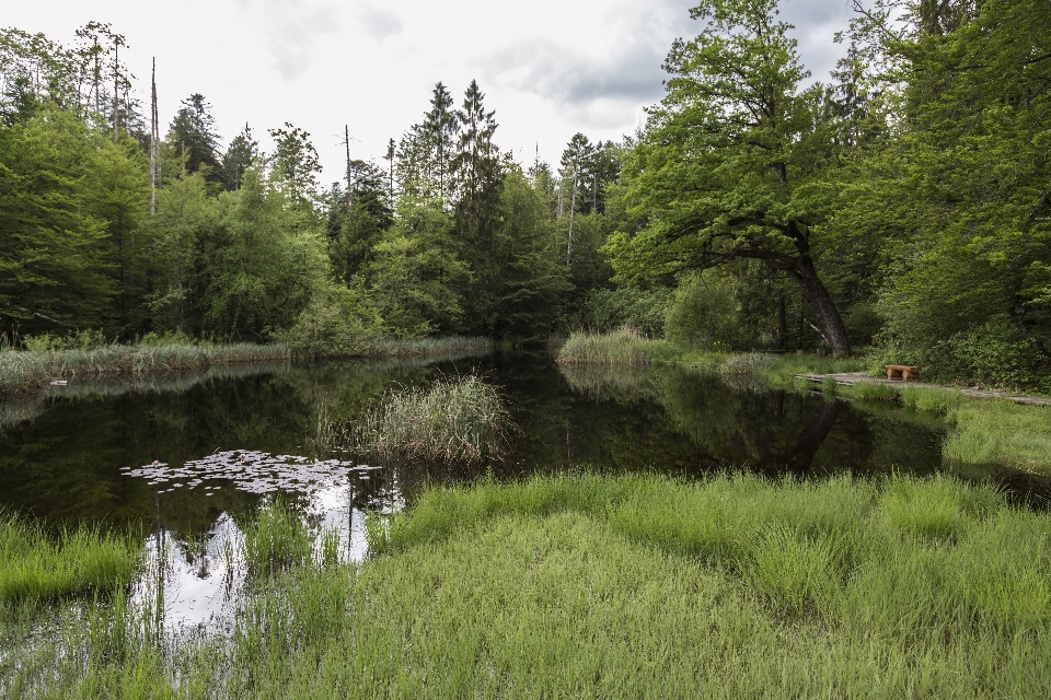 Tree nature marsh wetlands