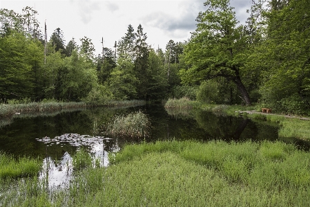 Tree nature marsh wetlands Photo