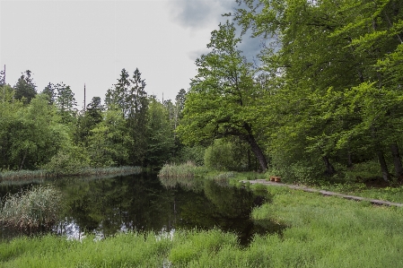 Landscape tree nature forest Photo