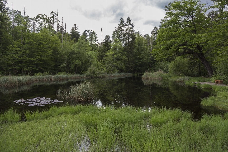 Drzewo natura bagno
 mokradła
