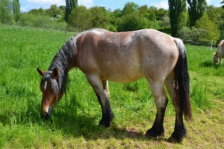 Nature meadow prairie herd Photo