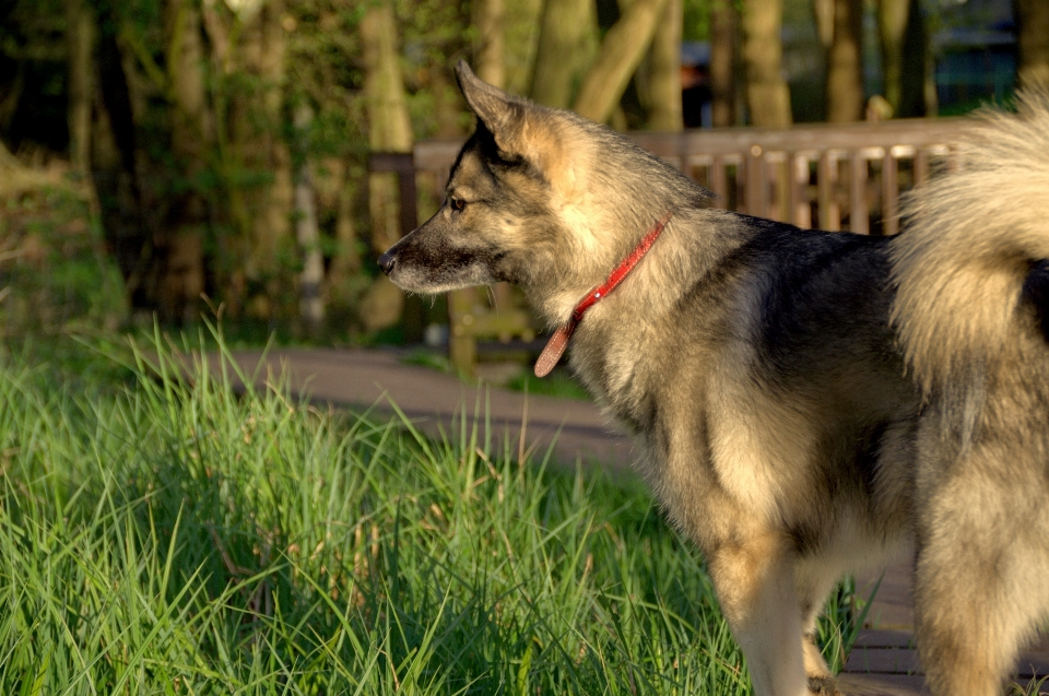 Paysage nature prairie
 chien