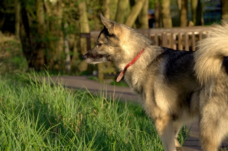 Foto Lanskap alam padang rumput
 anjing