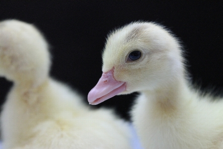 鳥 羽 動物 野生動物 写真