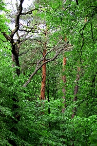 Landscape tree nature forest Photo