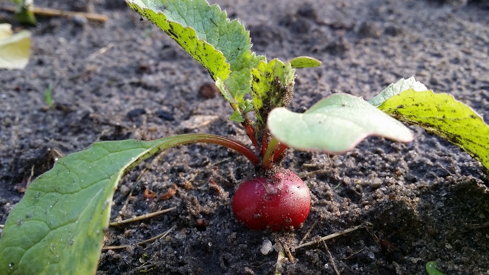 植物 葉 花 食べ物