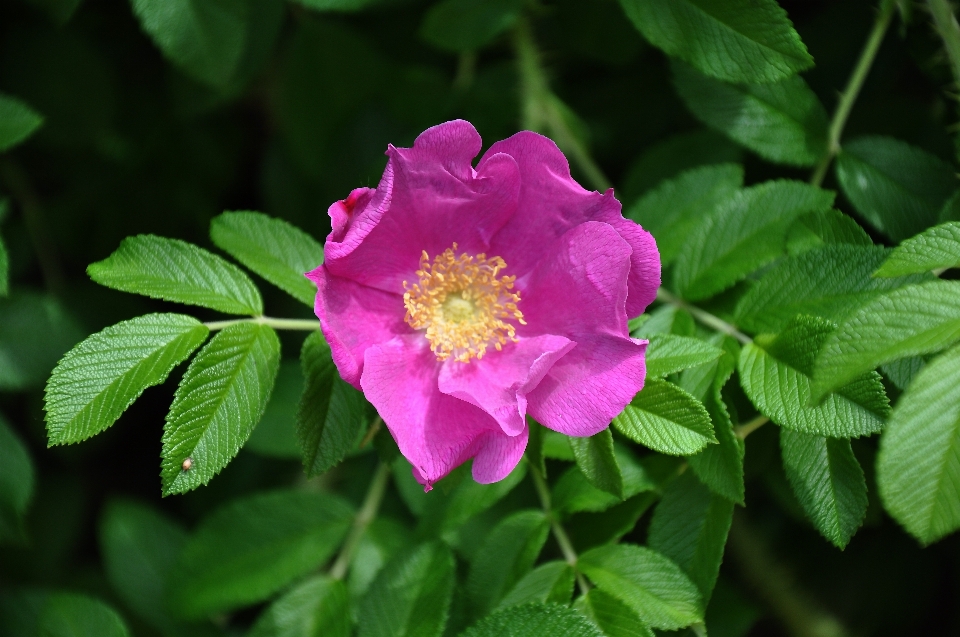 Fiore pianta petalo cespuglio