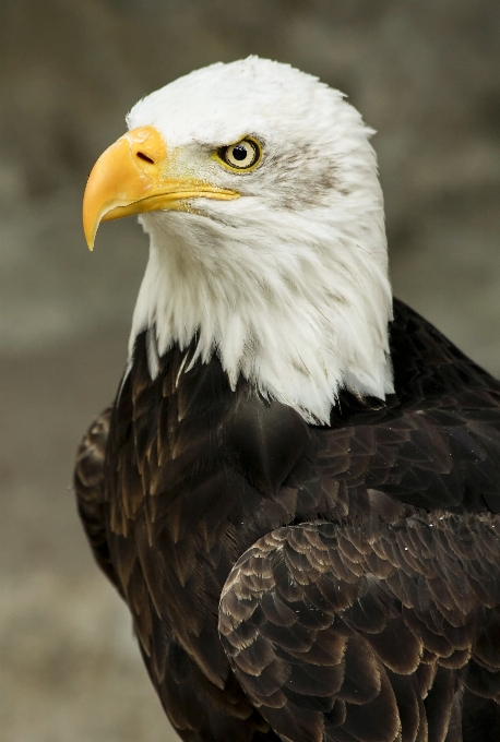 Oiseau aile animal faune