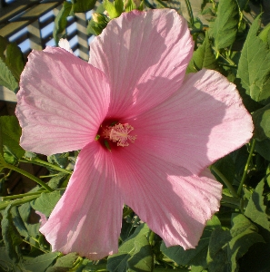 Nature blossom plant flower Photo