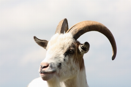 Photo Chèvre corne animal de compagnie portrait