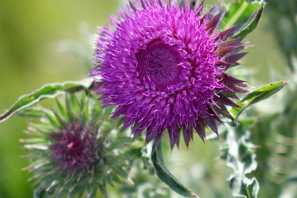 Natur anlage blume blütenblatt