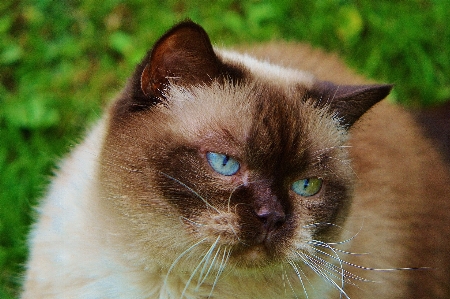 遊ぶ 甘い かわいい 毛皮 写真