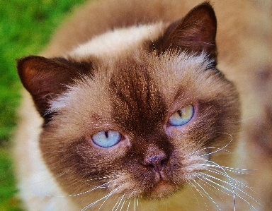 遊ぶ 甘い かわいい 毛皮 写真