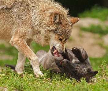 自然 荒野
 動物 野生動物 写真