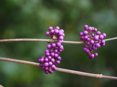 Natur zweig blüte anlage Foto