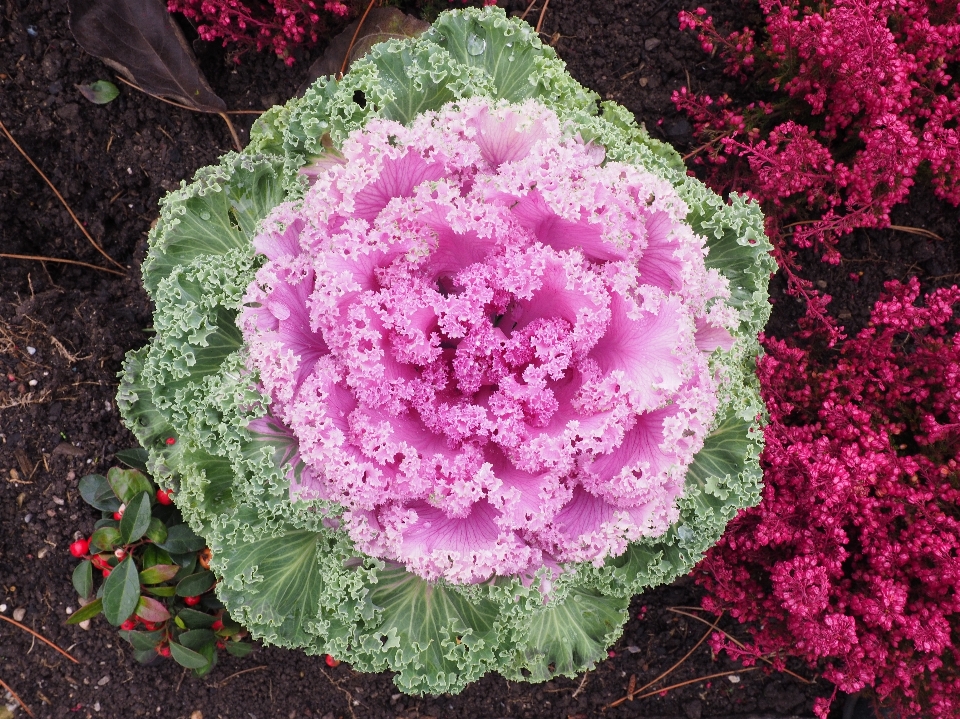 植物 葉 花 紫