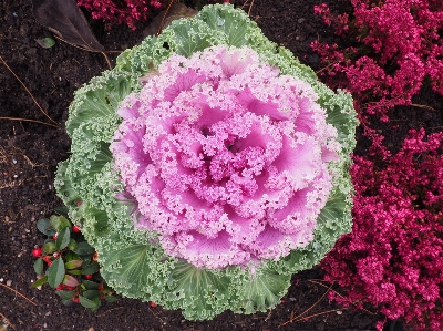 Plant leaf flower purple Photo