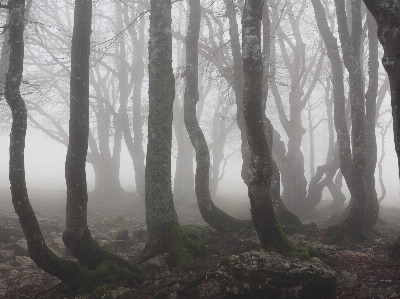 Tree nature forest wilderness Photo