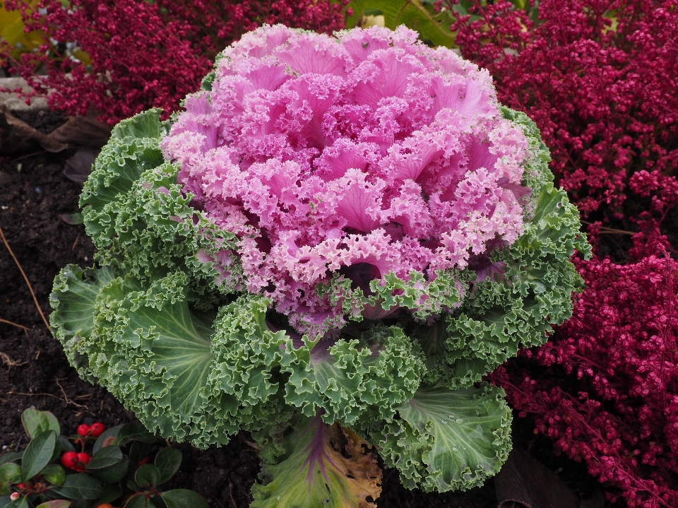 植物 叶子 花 紫色的