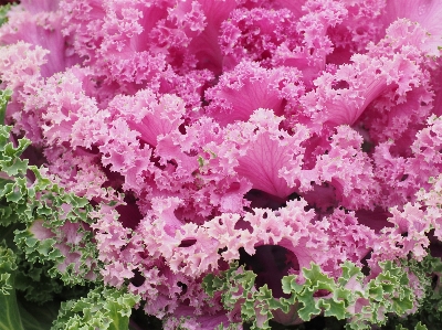 Blossom plant leaf flower Photo