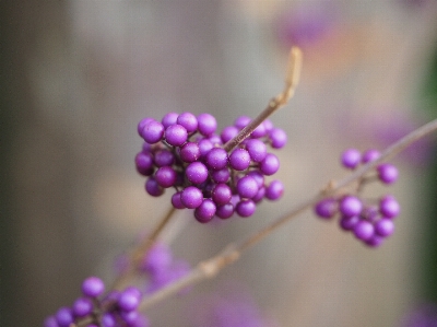 Nature branch blossom dew Photo