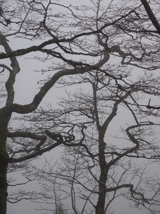 árbol bosque rama libro