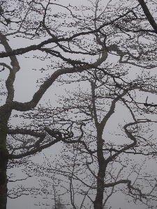 Photo Arbre forêt bifurquer livre