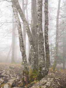 Tree forest branch book Photo