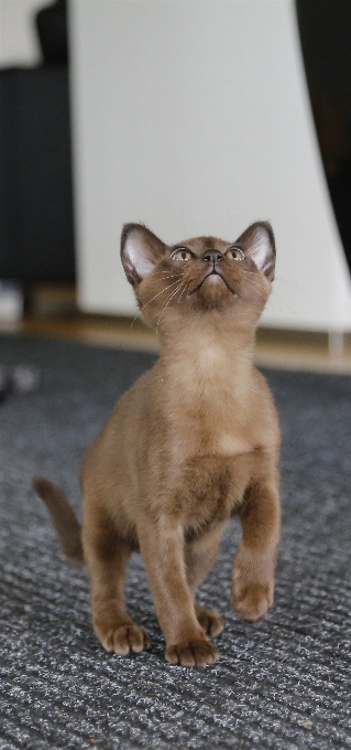 Bicho de estimação gatinho gato mamífero