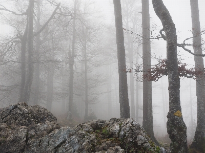 Tree forest wilderness branch Photo