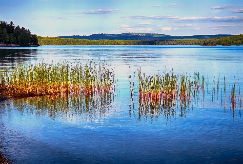 Paisagem mar árvore água