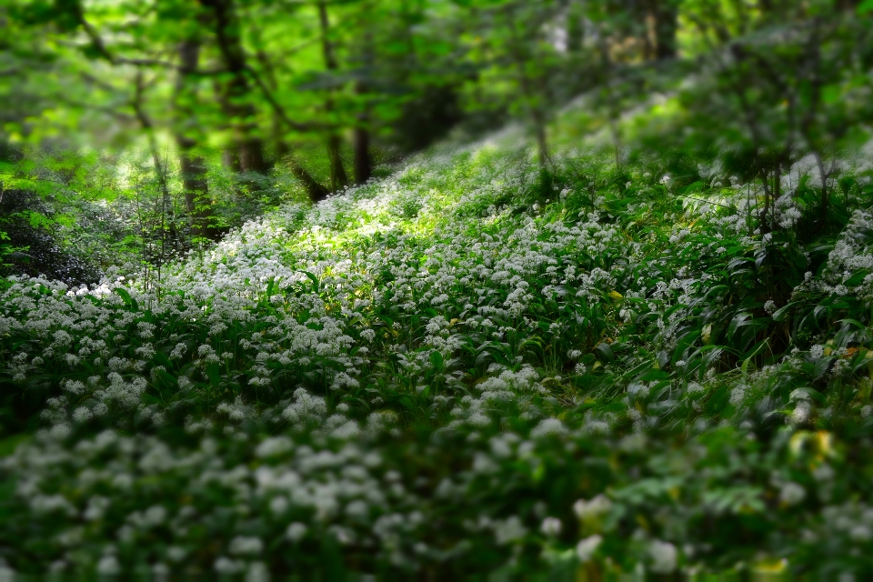 Nature forêt herbe fleurir