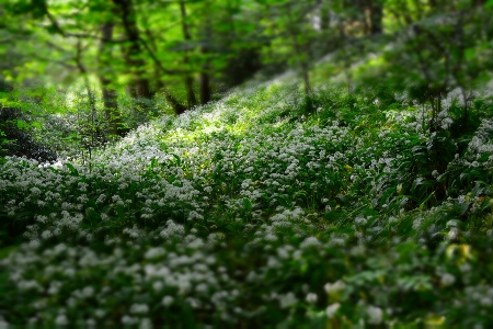 Nature forest grass blossom Photo