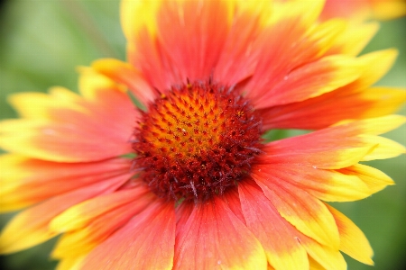 Nature plant flower petal Photo