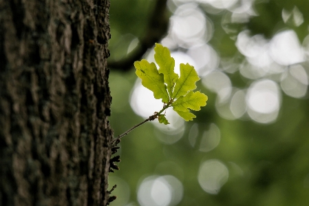 Tree nature branch blossom Photo