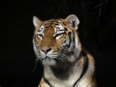 動物 野生動物 肖像画 猫 写真