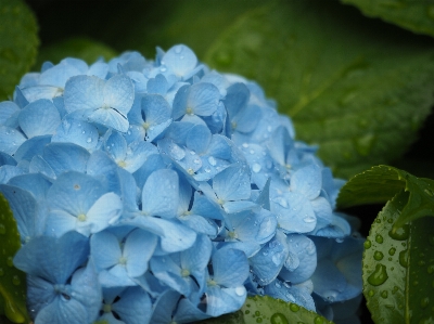 Plant rain flower petal Photo