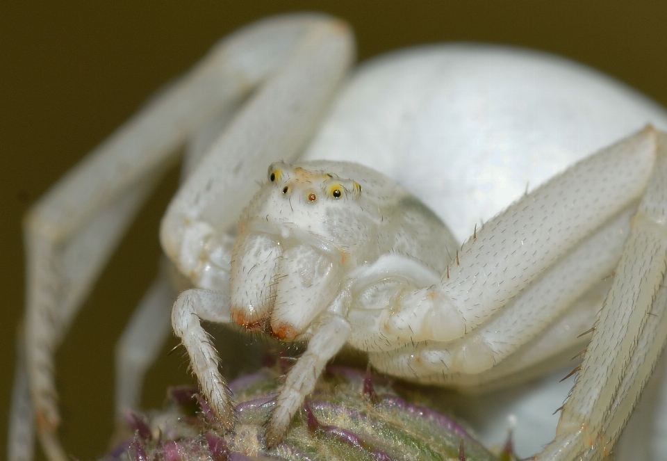 Insecte fauna crabe invertébré