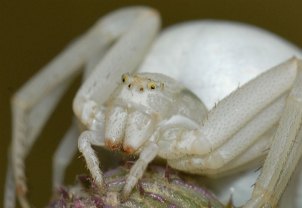 虫 fauna カニ 無脊椎動物 写真