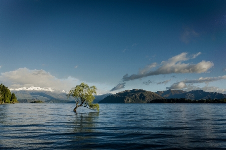 Sea tree water nature Photo