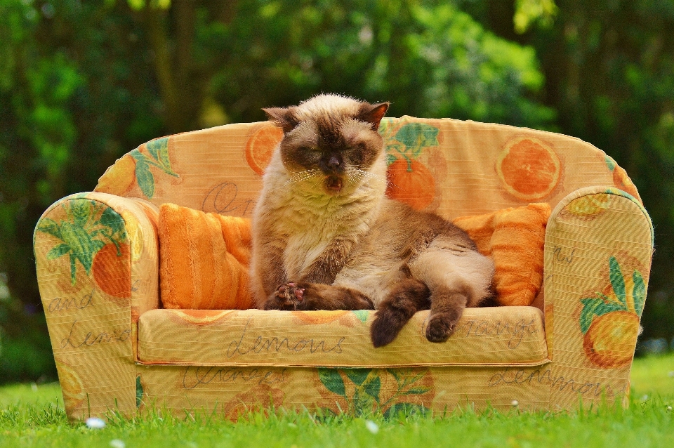 甘い かわいい 毛皮 子猫