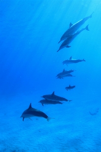 Foto Mar océano rebaño
 submarino