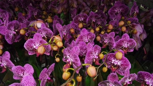 Foto Planta flor púrpura pétalo