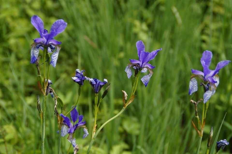 Wetlands blossom plant field